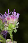 Roughleaf blazing star <BR>Tall blazing star